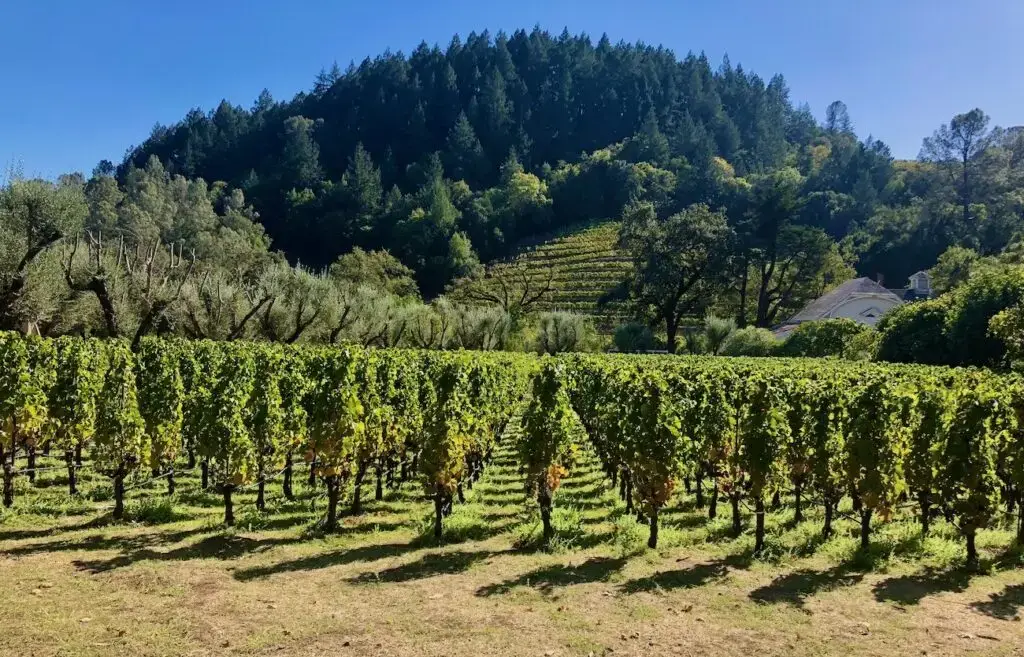 Spring Mountain vineyard