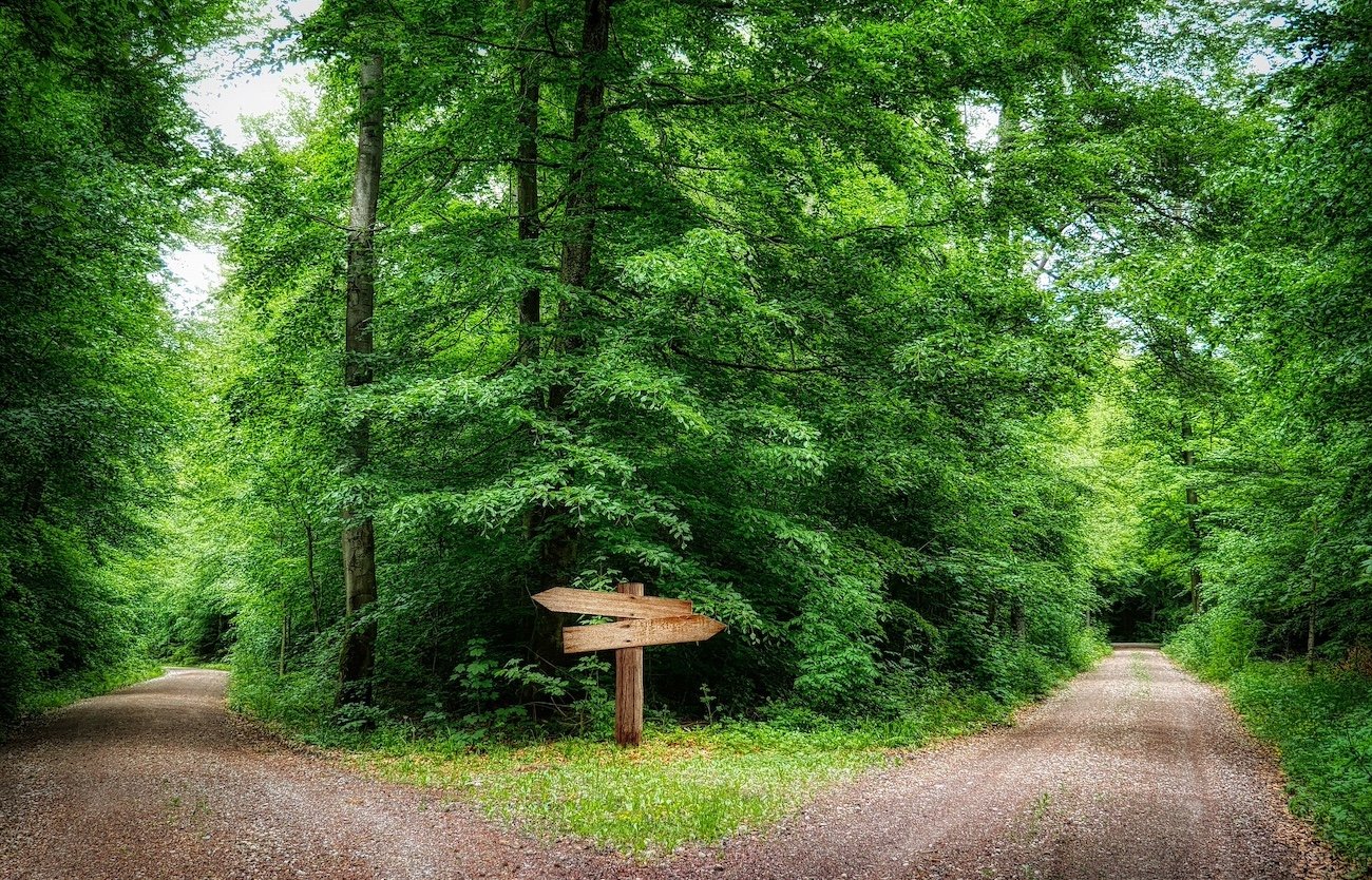 Two roads in the forest.