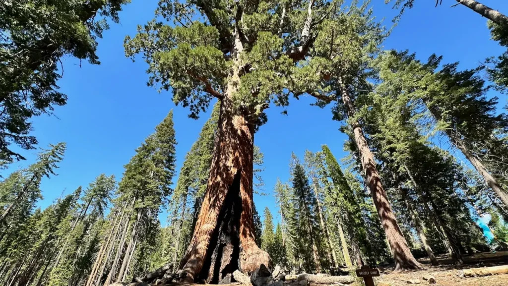 The Grizzly Giant giant sequoia in Mariposa Grove at Yosemite National Park.