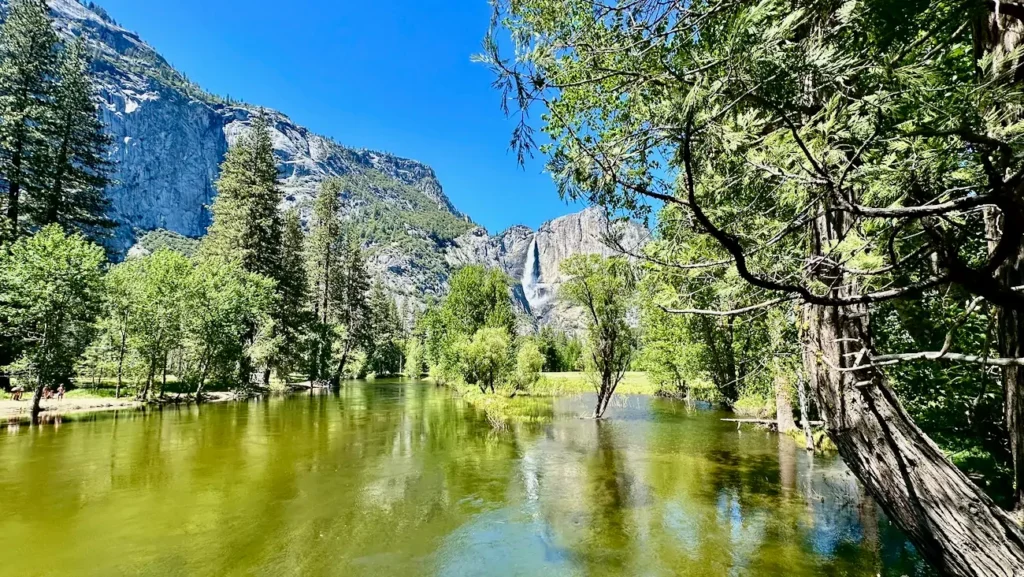 Yosemite Falls reflected in the Merced River in Yosemite Valley.