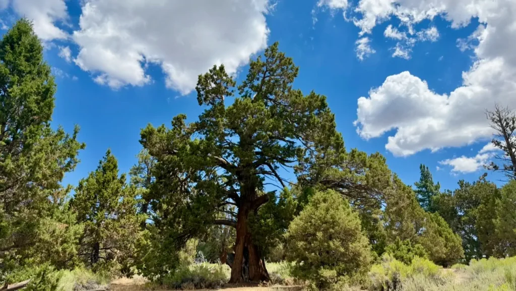 Scenic mountain landscape near Big Bear Lake during summer.