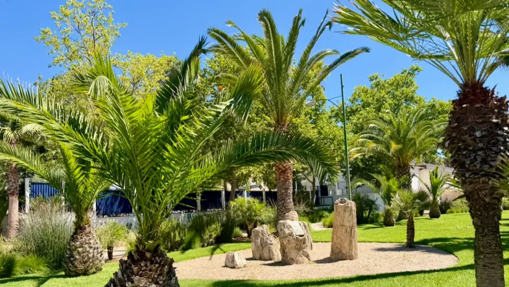Palm trees and landscaped gardens at Indian Springs Calistoga.