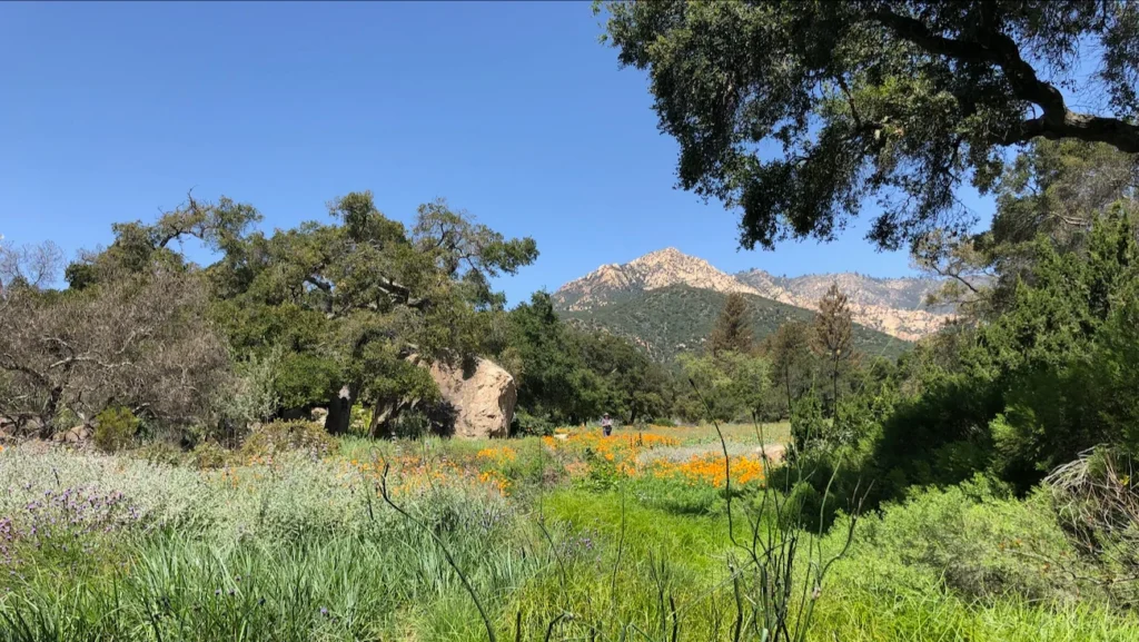 Wildflowers and mountain views at the Santa Barbara Botanic Garden